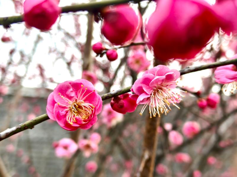 曉天鎮：紅梅朵朵點燃春色